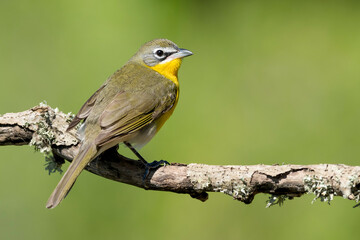 Fototapeta premium Yellow-breasted Chat, Icteria virens