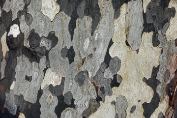 end of season pattern pattern tree surfaces
