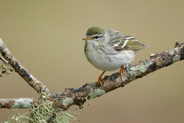 Blackpoll Warbler, Setophaga striata