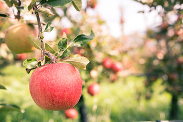 Apfel einer Apfelplantage