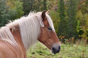 Naklejka na ściany i meble A beautiful Norwegian Fjord horse.
