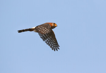 White-rumped Falcon, Polihierax insignis