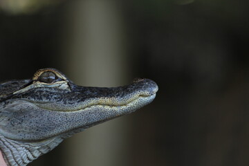 Alligator