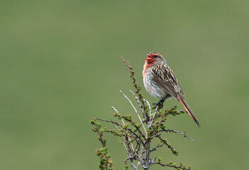 Przevalski's Finch, Urocynchramus pylzowi