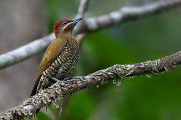 Stripe-cheeked Woodpecker, Piculus callopterus