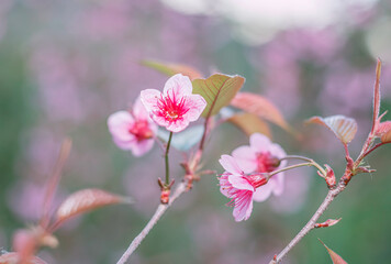 Obraz premium Sakura blossom flower in blooming with branch on blur background. Cherry flowers