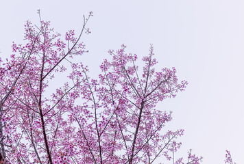 Cherry blossom flower in blooming with branch isolated on white background for spring season