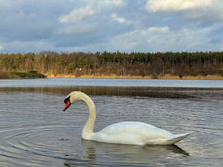 Close-up of a beautiful white swan at a little lake not far away from Frankfurt at a cold day in...