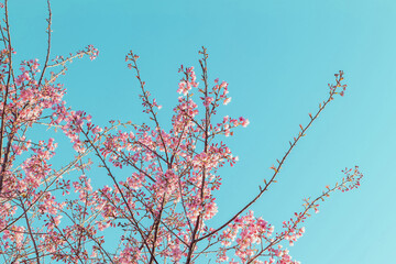 Pink sakura flower blossoms on the branch with blue sky during spring blooming Branch