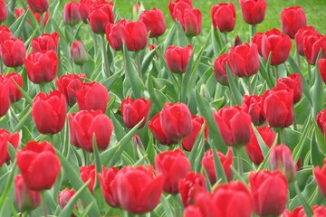 red tulips in Boston park 