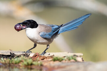 Blauwe Ekster, Iberian Magpie, Cyanopica cooki