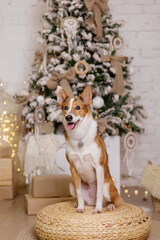 Happy New Year, Christmas holidays and celebration, Dog (pet)  in the room near the Christmas tree. 