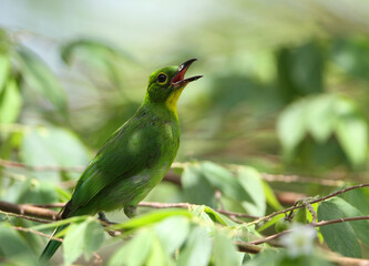 Greater Green Leafbird, Chloropsis sonnerati