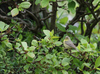 Tickell's Leaf Warbler, Phylloscopus affinis