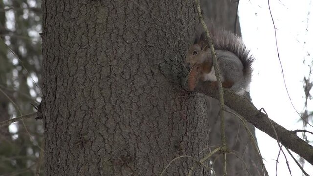 A forest squirrel on a tree branch gnaws a spruce cone.