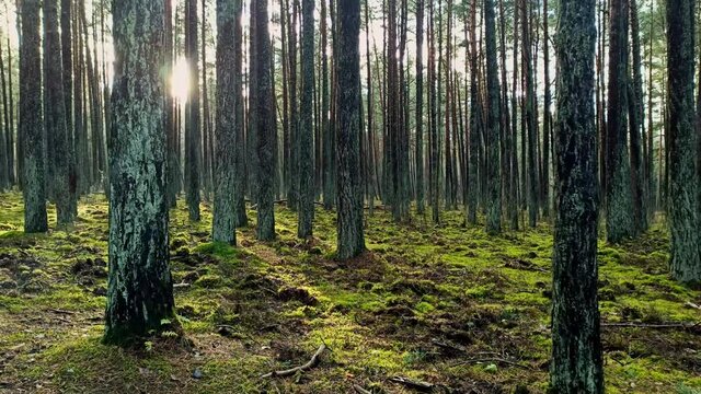 Sunny magical pine forest in the rays of the setting sun in the evening. Soft moss on the ground pitted by wild boars