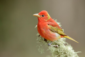 Summer Tanager, Piranga rubra