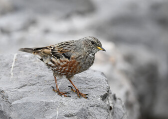 Alpine Accentor, Prunella collaris