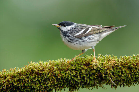 Blackpoll Warbler, Setophaga striata