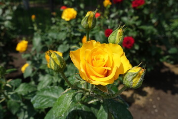 Four buds and amber yellow flowers of rose in June