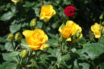 Not fully opened amber yellow flowers of rose in June