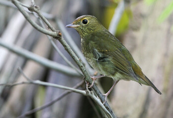 Rufous-headed Robin, Larvivora ruficeps