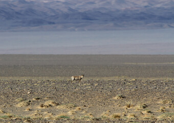 Saiga Antelope, Saiga tatarica