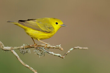 Yellow Warbler, Setophaga aestiva