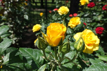 Opening amber yellow flower of rose in June