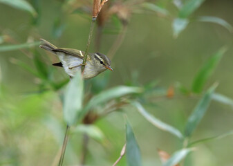 Blyth's Leaf Warbler, Phylloscopus reguloides
