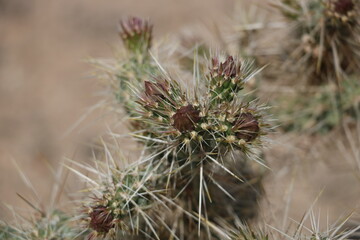close up of a cactus