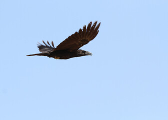 Punjab Raven, Corvus corax laurencei