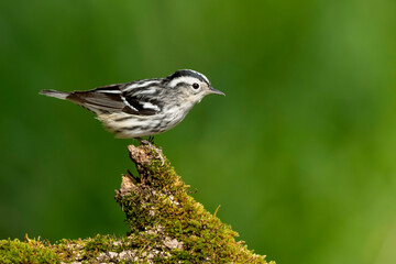 Black-and-white Warbler, Mniotilta varia