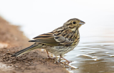 Cirl Bunting, Emberiza cirlus