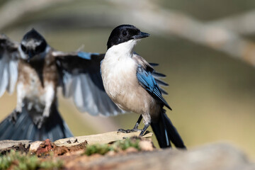 Blauwe Ekster, Iberian Magpie, Cyanopica cooki