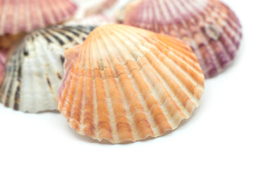 Closeup of beautiful seashells on white background