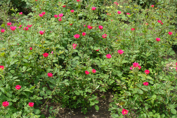 Small magenta colored flowers in the leafage of rose bushes in May