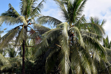 Fototapeta na wymiar Bamboo poles scaffolding tied high up the coconut trees that connect all trees in one loop where toddy tapper bridges to collect sap