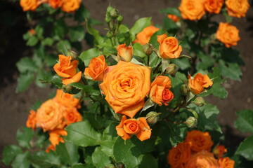 Half opened orange flowers of rose in June
