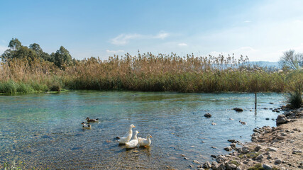 Ducks swimming in Azmak river in Akyaka Village of Mugla, Turkey