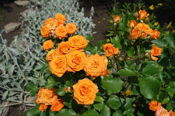 Obraz na płótnie Canvas Numerous bright orange flowers of rose in June