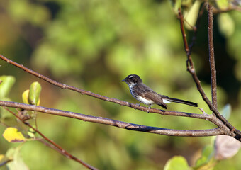 Roti Fantail (Rhipidura rufiventris tenkatei) on Roti island, Lesser Sundas, Indonesia. Subspecies of Northern Fantail..