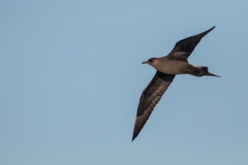 Parasitic Jaeger, Stercorarius parasiticus