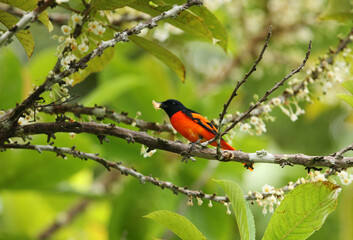Scarlet Minivet, Pericrocotus speciosus