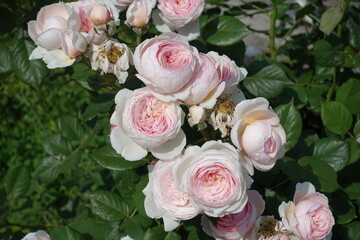 Group of light pink flowers of roses in May