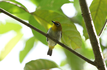Sulawesi White-eye, Zosterops consobrinorum