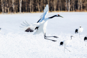 着陸態勢のタンチョウヅル