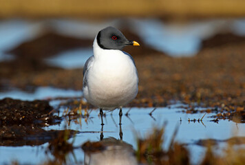 Sabine's Gull, Xema sabini