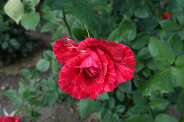 Half opened flower of striped red rose in June