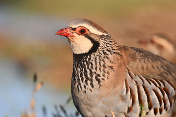 Red-legged Partridge, Alectoris rufa